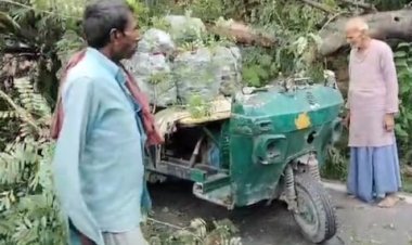 चलते ऑटो पर गिरा विशाल पेड़, गाड़ी के उड़े परखच्चे...लोगों की निकली चीख, बोले-OMG