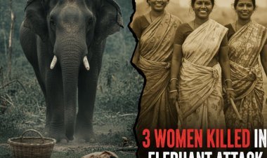 ओडिशा: ढेंकानाल में जंगली हाथी का कहर, चारा लेने गई तीन महिलाओं को उतारा मौत के घाट
