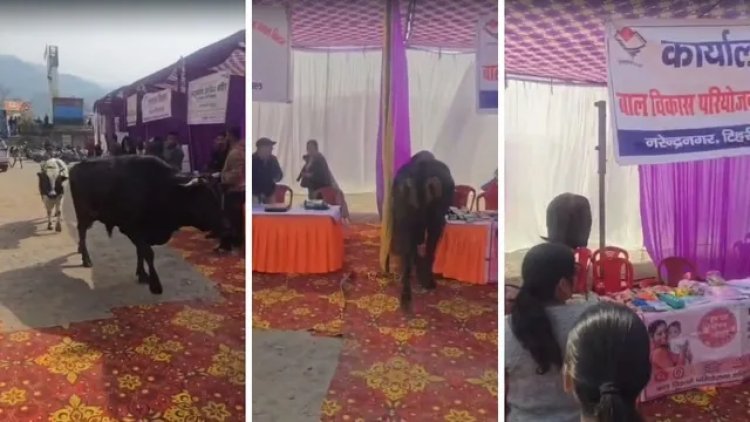 Rishikesh Bull Attack: Chaos at Multipurpose Camp